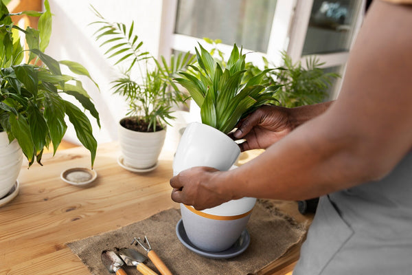 How to take care of plants during seasonal change