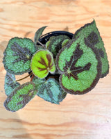 Begonia masoniana ‘Iron Cross’ - Plant Daddy
