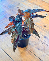 Begonia Maculata 'Black Forest'