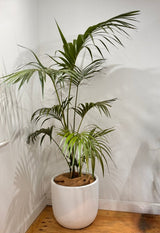 Howea forsteriana (Kentia Palm) - Plant Daddy