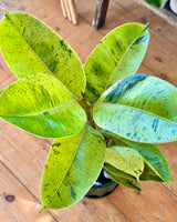 Ficus elastica ‘Shivereana’