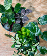 Mini Garden - Plant Daddy