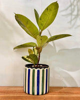 Luna Fleur Ceramic Pot - Plant Daddy