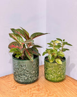 Serene Ceramic Pot - Plant Daddy