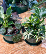 Mini Garden - Plant Daddy