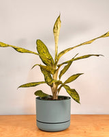 Selfwatering Plantpot by Mr. Kitly & Decor - Plant Daddy