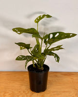 Monstera adansonii (Monkey Mask) - Plant Daddy