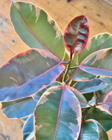 Ficus elastica ‘Ruby’ (Rubber plant)