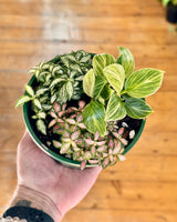 Mini Garden - Homemade - Plant Daddy