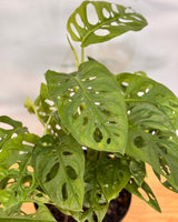 Monstera adansonii (Monkey Mask) - Plant Daddy