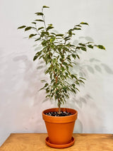 Ficus benjamina ‘Variegata’ - Potted Creation - Plant Daddy