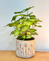 Foraged Stone Pot - Plant Daddy