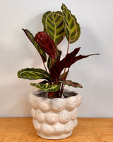 Sandy Cloud Ceramic Pot - Plant Daddy