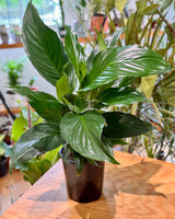 Spathiphyllum cv. (Peace Lily) - Plant Daddy