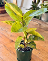 Ficus elastica ‘Shivereana’ - Plant Daddy