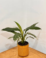 Honeycomb Ceramic Pot - Plant Daddy