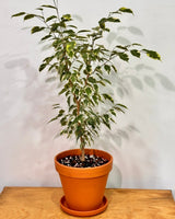 Ficus benjamina ‘Variegata’ - Potted Creation - Plant Daddy