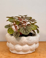 Sandy Cloud Ceramic Pot - Plant Daddy