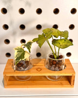 Self Watering Lab 2 Duo Potted - Plant Daddy