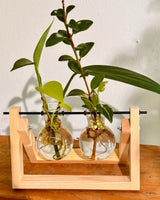 Bauble Propagation Station | Display Cuttings in Style - Plant Daddy