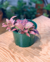 Fittona var. (Nerve Plant) - Plant Daddy