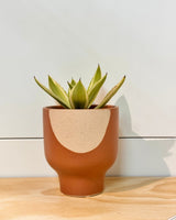 Maison Ember Ceramic Pot - Plant Daddy