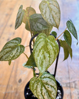 Philodendron brandtianum - Plant Daddy