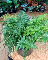 Davallia solida var. Fejeensis (Rabbits Foot Fern) - Plant Daddy