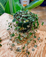 Peperomia ‘Pepperspot’ - Plant Daddy