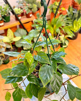 Begonia glaucophylla (Shrimp begonia) - Plant Daddy