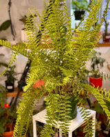 Nephrolepis exaltata (Boston Fern) - Plant Daddy
