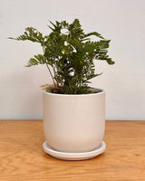Tempo Ceramic Pot - Plant Daddy