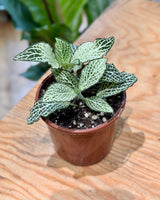 Fittona var. (Nerve Plant) - Plant Daddy