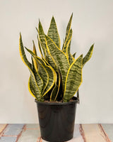 Sansevieria trifasciata 'Superba' - Plant Daddy