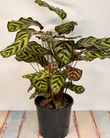 Calathea makoyana - Plant Daddy