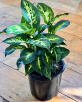 Dieffenbachia ‘Compacta' Dumb Cane