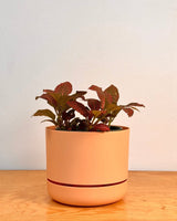 Selfwatering Plantpot by Mr. Kitly & Decor - Plant Daddy