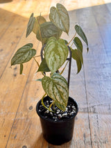 Philodendron brandtianum - Plant Daddy