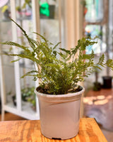 Davallia solida var. Fejeensis (Rabbits Foot Fern) - Plant Daddy