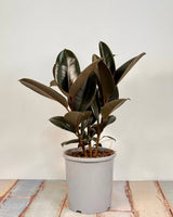 Ficus elastica ‘Burgundy’ - Plant Daddy