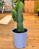 Euphorbia acrurensis Cowboy