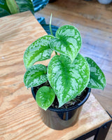 Scindapsus pictus ‘Exotica’ (Satin Pothos) - Plant Daddy