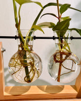 Bauble Propagation Station | Display Cuttings in Style - Plant Daddy