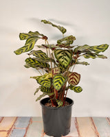 Calathea makoyana - Plant Daddy