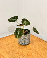 Grove Ceramic Pot - Plant Daddy