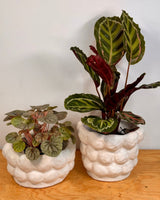 Sandy Cloud Ceramic Pot - Plant Daddy