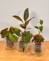 Potted Cup O Flora (Small Clear) - Plant Daddy