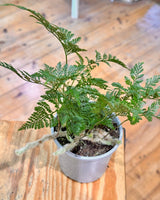 Davallia solida var. Fejeensis (Rabbits Foot Fern) - Plant Daddy