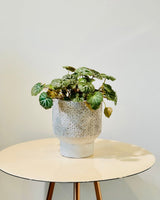 Pedestal Ceramic Pot - Plant Daddy