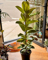 Ficus elastica ‘Shivereana’ - Plant Daddy